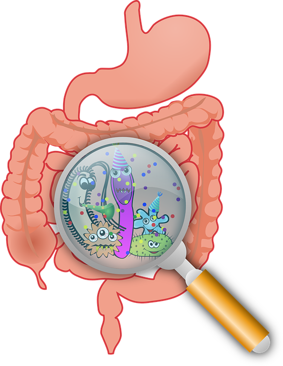Anatomy of the gut