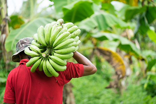 Shutterstock banana harvest 