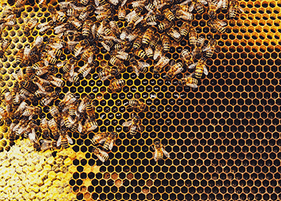 Honeybees - iStock photo